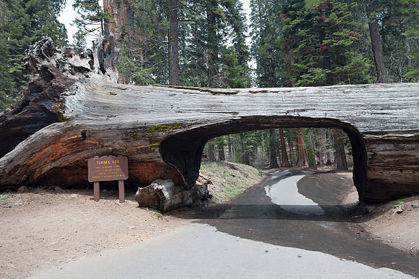 istock Tunnel log in the Sequoia park 453192373