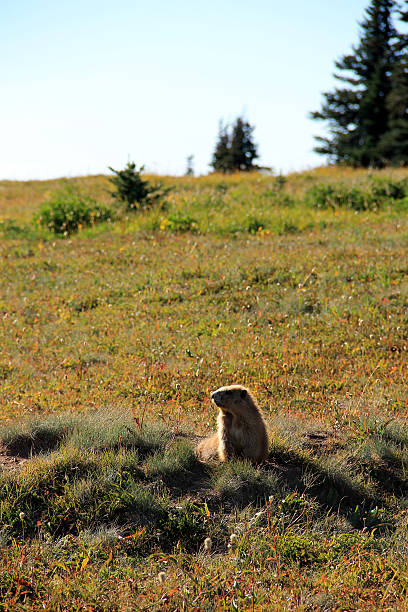 «marmot - olympic marmot стоковые фото и изображения
