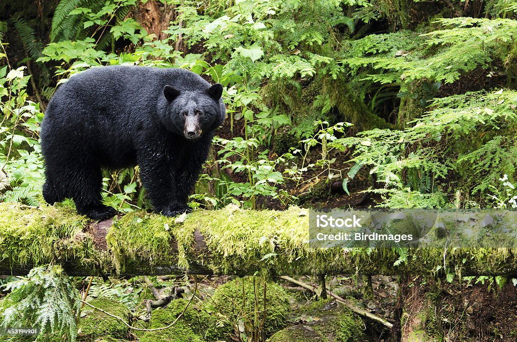 Black Bear in the Rain Forest, Canada Black Bear standing on a log in the dark rain forest, wet fur. Vancouver Island, Canada. Asian Black Bear Stock Photo