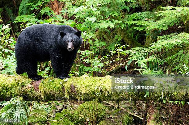 Black Bear In The Rain Forest Canada Stock Photo - Download Image Now - Asian Black Bear, American Black Bear, Animal Wildlife