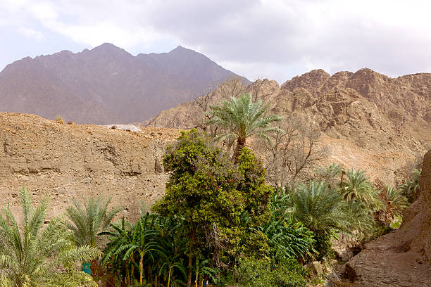 istock UAE: Date palms and fruit trees in Arabian desert wadi. 453195071