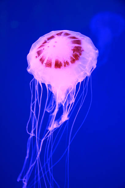 istock Jellyfish in deep blue sea 453195423