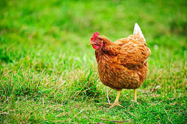 Rhode Island Red Chicken Free range happy Rhode Island Red chicken walking on grass rhode island red chicken stock pictures, royalty-free photos & images