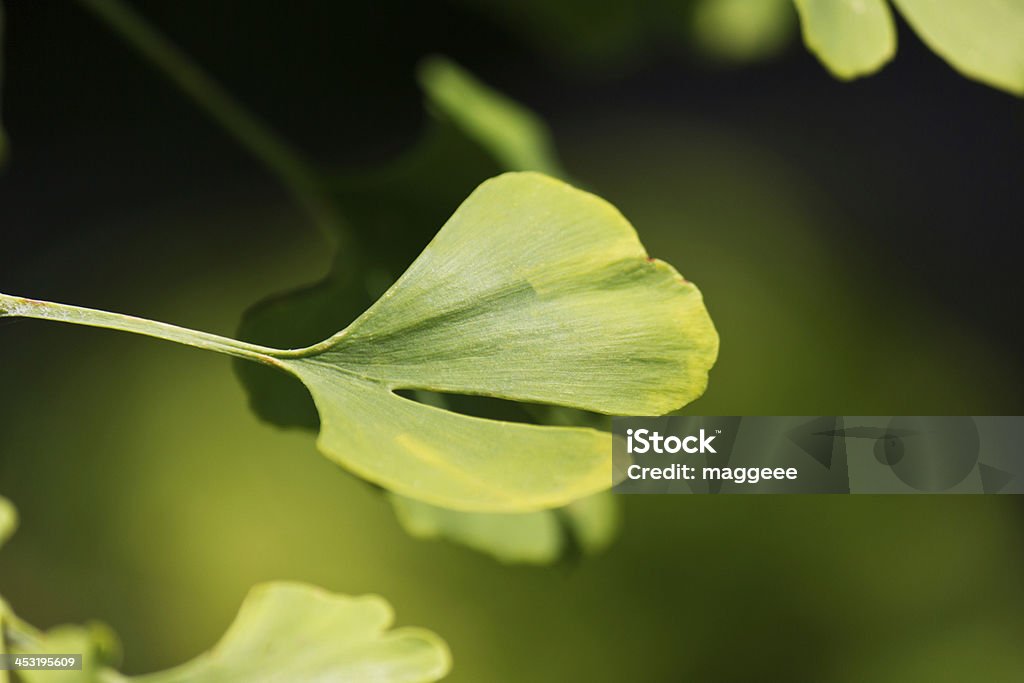 Close-up on ginkgo biloba tree leaves Forest Stock Photo