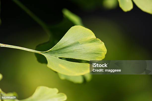 Closeup On Ginkgo Biloba Tree Leaves Stock Photo - Download Image Now - Forest, Horizontal, Japan