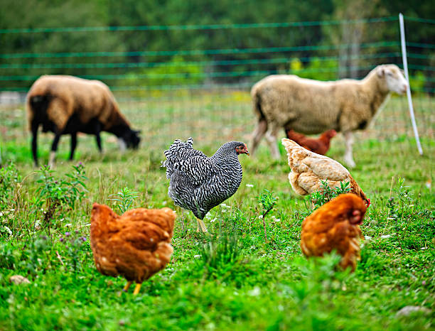 istock Chickens and sheep grazing on organic farm 453196071