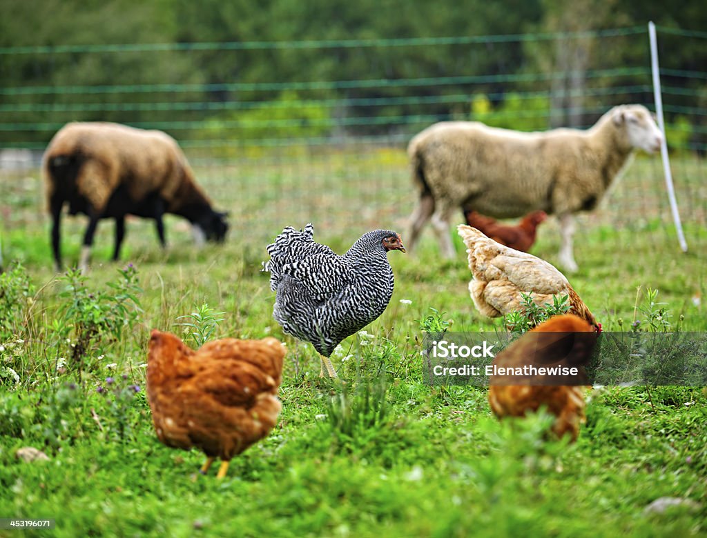 Chickens and sheep grazing on organic farm Chickens and sheep freely grazing on a small scale sustainable farm Activity Stock Photo