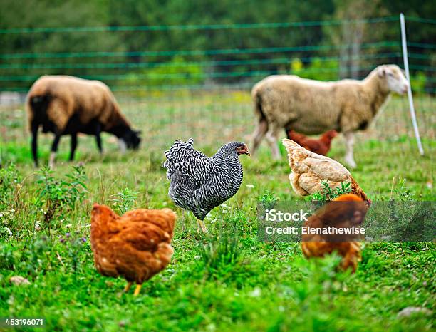 Chickens And Sheep Grazing On Organic Farm Stock Photo - Download Image Now - Activity, Agricultural Field, Agriculture