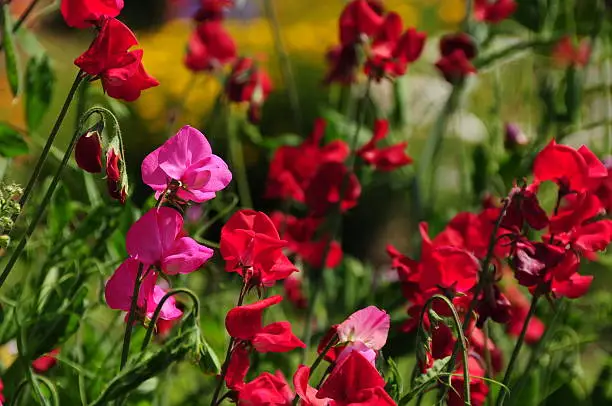 Telephoto image of Summer garden flowers.