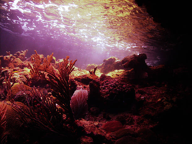 istock Sea Coral Caribbean 453197043