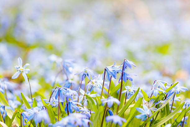 istock Spring blue flowers glory-of-the-snow 453197881