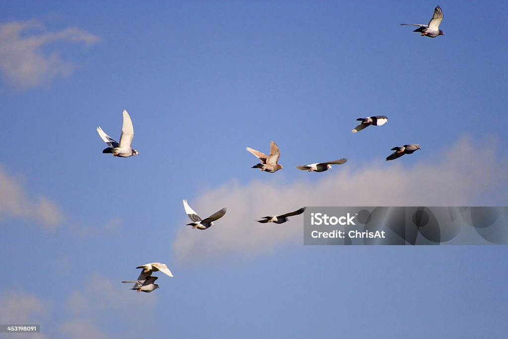 Corsa di piccioni - Foto stock royalty-free di Ambientazione esterna
