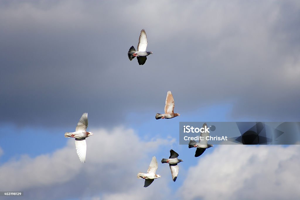 Racing pigeons - Foto de stock de Corrida de Pombos royalty-free