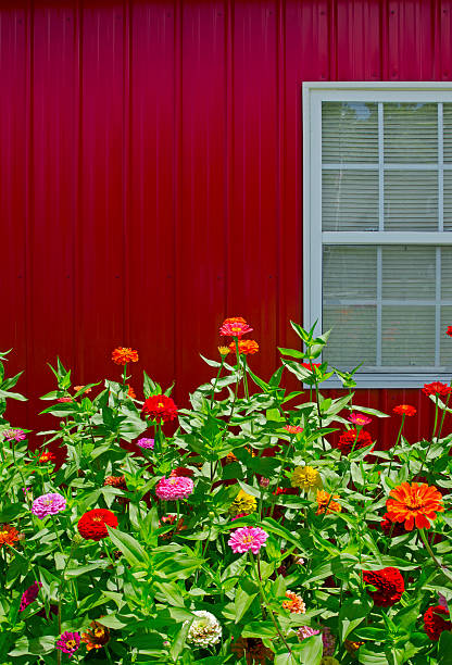 istock Red Barn and Zinnias 453199195