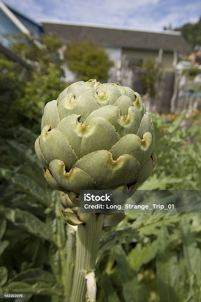 Biologisch angebauten Artischocke am Stiel Gemeinschaftsgarten Pacific Northwest Community - Lizenzfrei Artischocke Stock-Foto