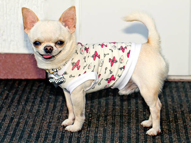 istock chihuahua in clothes 453202225