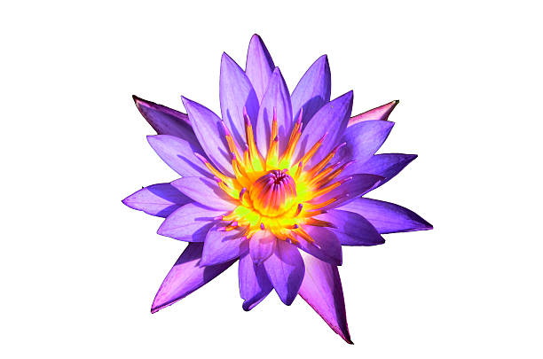 istock Purple lotus isolated on white 453202387