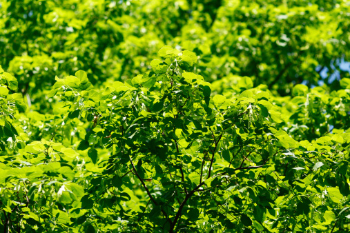 Hight angle view of lush foliage fresh young leaves in springtime with sunlight.