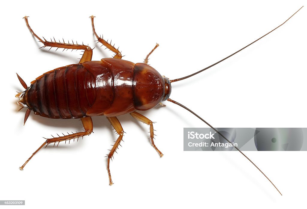 Cockroach Cockroach Periplaneta americana Cockroach Stock Photo