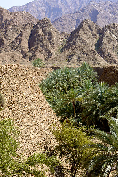 istock UAE - healthy date palms in Arabian desert wadi. 453203271