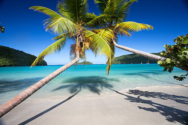 istock Palm trees beach and aqua blue water. 453203811