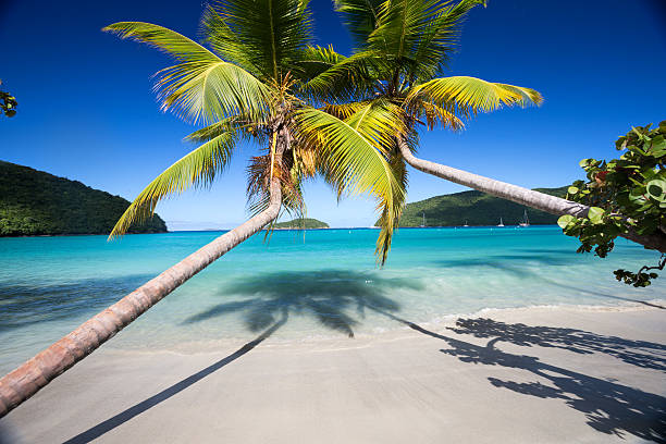 Palm trees beach and aqua blue water. Palm trees meet together over a pristine secluded beach with perfect aqua blue water. st john's plant stock pictures, royalty-free photos & images