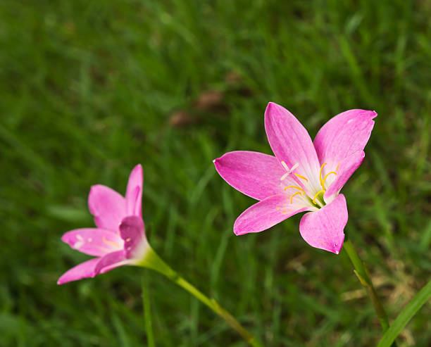 Fairy Lily or Zephyranthes rosea Rain Lily (Fairy Lily, Zephyranthes rosea) blooming in rainy season zephyranthes rosea stock pictures, royalty-free photos & images