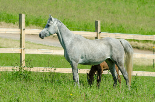 A red and white Appaloosa colt walking towards the camera through the dried grass in the pasture of a farm.