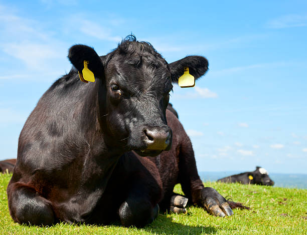 istock Black Angus cattle with ears tagged lying in a field 453205215