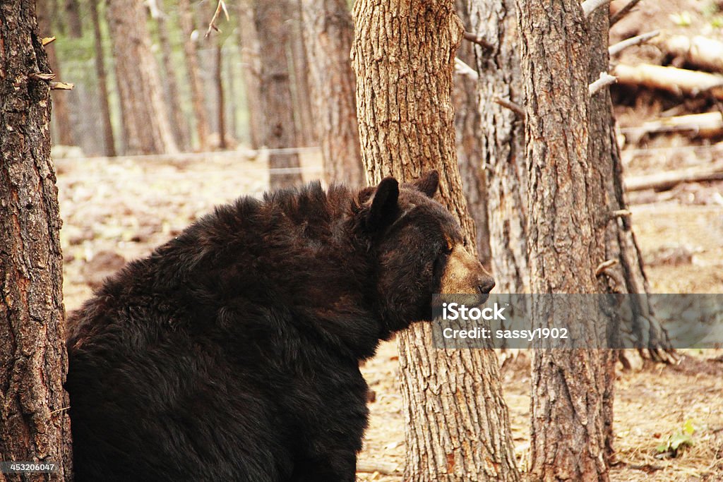 Oso negro Ursus Americanus - Foto de stock de Aire libre libre de derechos