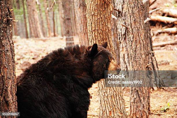 Urso Preto Ursus Americanus - Fotografias de stock e mais imagens de Alimentar-se de Carne - Alimentar-se de Carne, América do Norte, Animais caçando