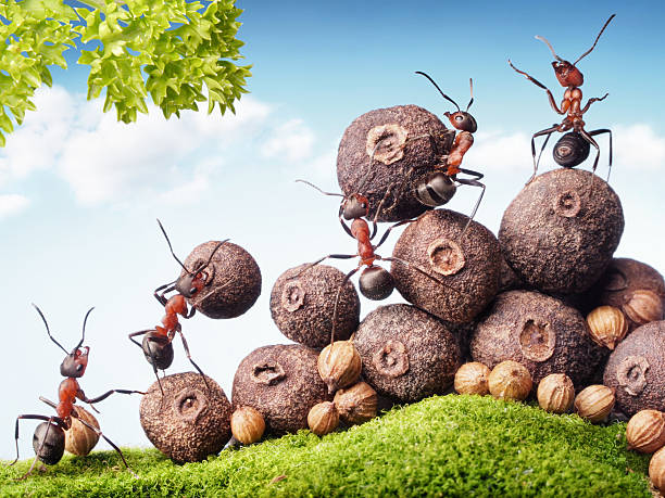 istock ants collecting seeds in stock, teamwork 453206923