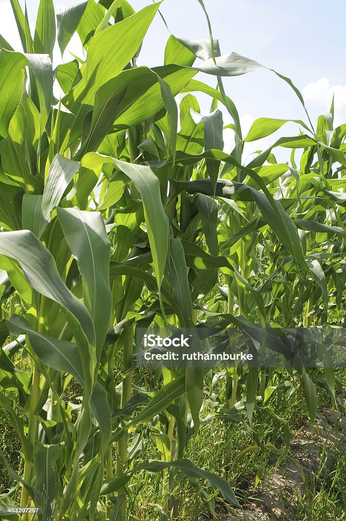 Stalks de maíz en campo - Foto de stock de 2000-2009 libre de derechos