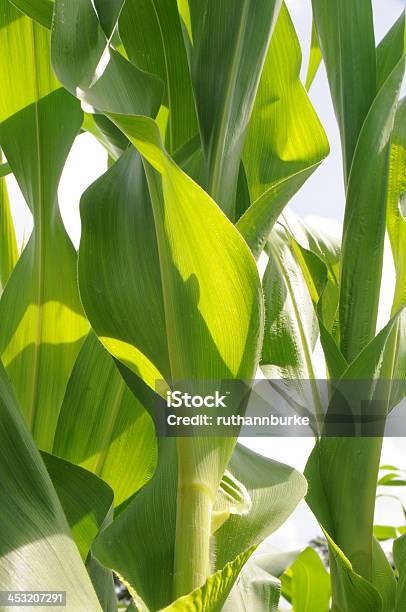 Foto de Closeup De Um Talo De Milho e mais fotos de stock de 2000-2009 - 2000-2009, Agricultura, Alimentação Saudável