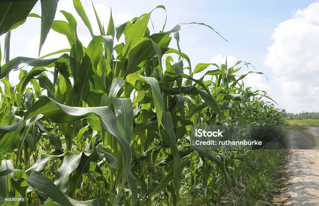 Piante di mais in crescita nel campo - Foto stock royalty-free di In fila