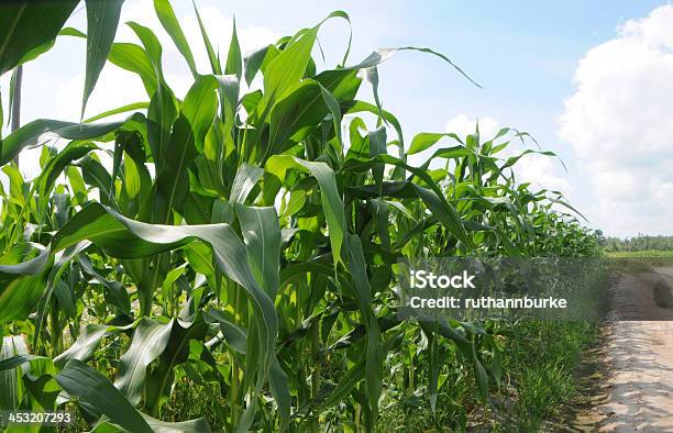 Piante Di Mais In Crescita Nel Campo - Fotografie stock e altre immagini di In fila - In fila, Inquadratura dal basso, Raccolto di mais