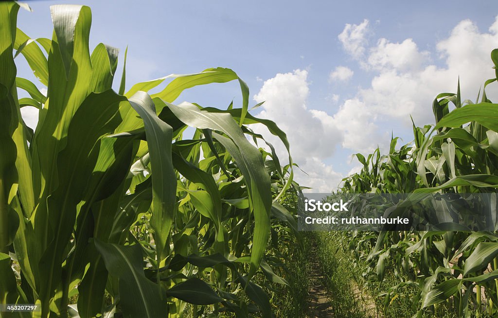 Sana crescita nel campo di piante di mais - Foto stock royalty-free di 2000-2009