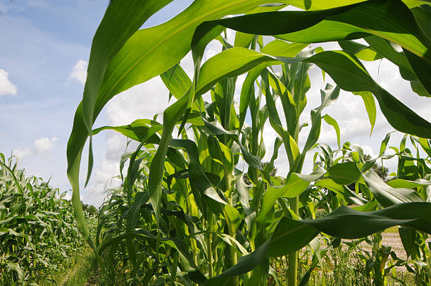 istock Healthy Green Leaves of Corn in Field 453207305