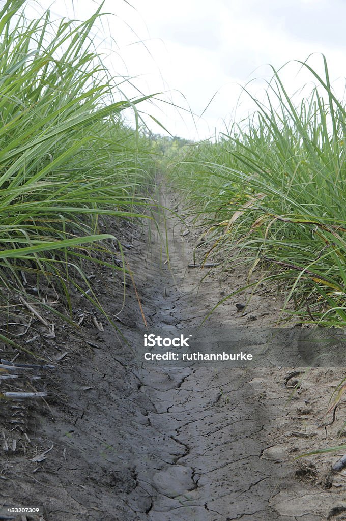 Young caña de azúcar de plantas en campo - Foto de stock de 2000-2009 libre de derechos