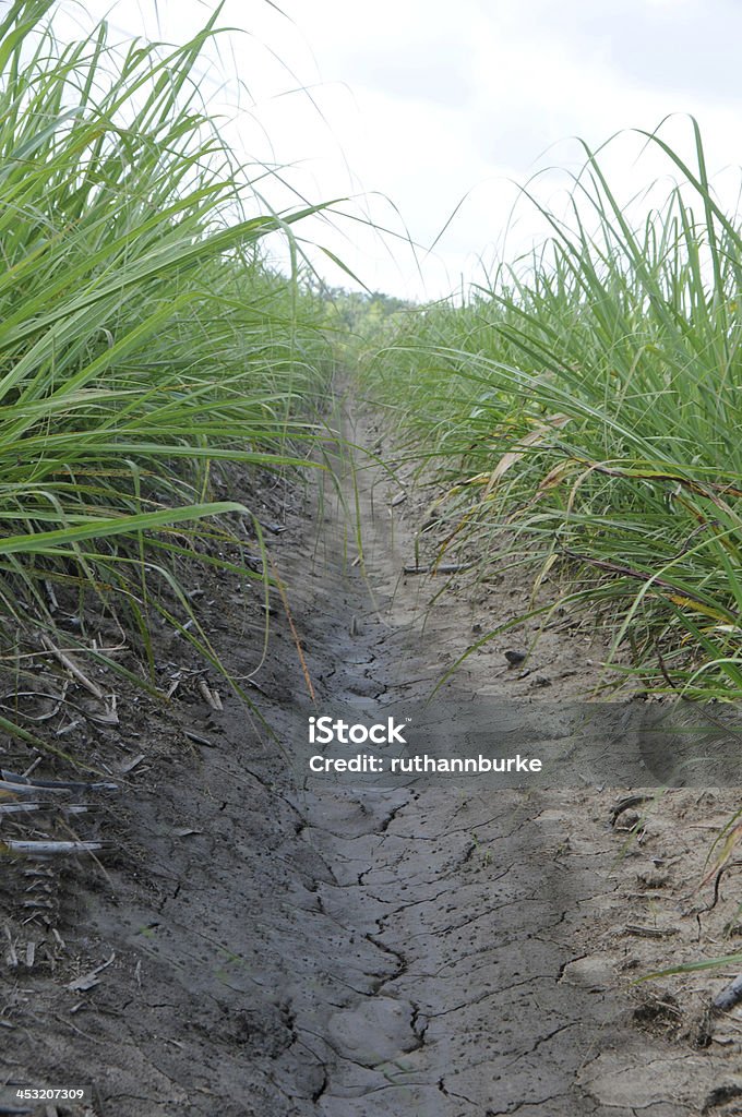 Jovem cana-de-açúcar plantas em campo - Foto de stock de 2000-2009 royalty-free