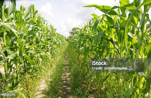 Filas De Maíz En Campo Foto de stock y más banco de imágenes de Maíz - Zea - Maíz - Zea, 2000-2009, Agricultura