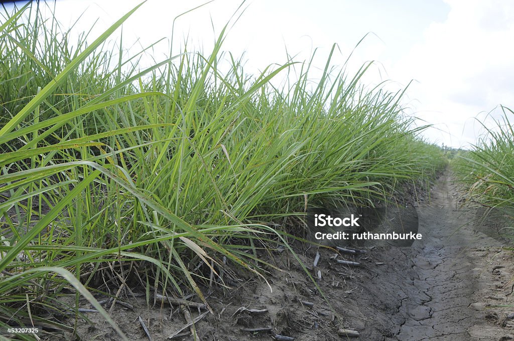 Cultivo de plantas jóvenes caña de azúcar de la suciedad - Foto de stock de 2000-2009 libre de derechos