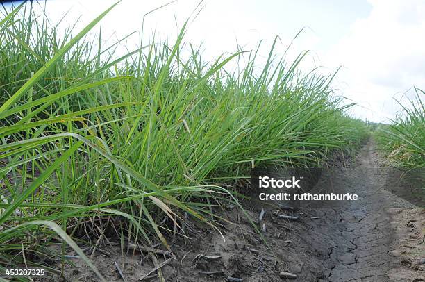 Cultivo De Plantas Jóvenes Caña De Azúcar De La Suciedad Foto de stock y más banco de imágenes de 2000-2009