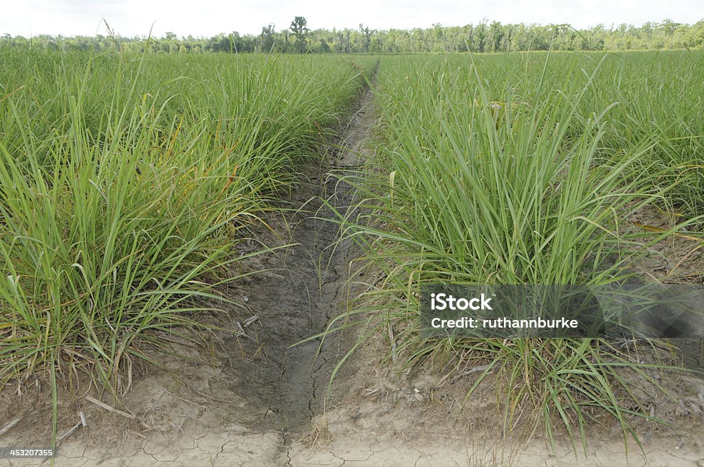 Sugar Cane Field no final da primavera - Foto de stock de 2000-2009 royalty-free