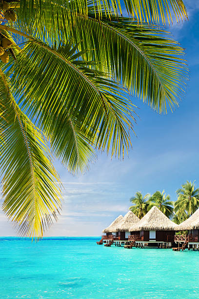 istock Coconut palm tree leaves over ocean with bungalows 453208913