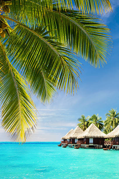 Coconut palm tree leaves over ocean with bungalows Coconut palm tree leaves over Tropical ocean with bungalows bungalow photos stock pictures, royalty-free photos & images