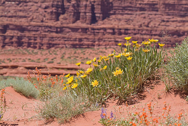 istock Red Sandstone Cliffs Sandy Soil and Flowers Utah High Desert 453210703