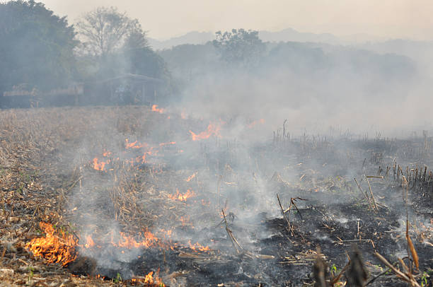 istock Fire in the corn field after harvest 453213187