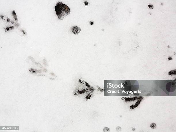 Photo libre de droit de Oiseau Marche Dans La Neige Fraîche banque d'images et plus d'images libres de droit de Blanc - Blanc, Empreinte de pas, Empreinte de pattes animales