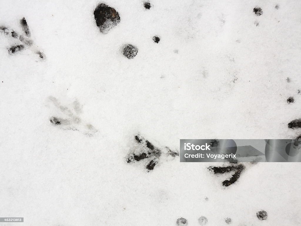 Uccello escursione nella neve fresca - Foto stock royalty-free di Animale selvatico